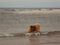 sylt (22)